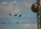 Boerenzwaluw (Egyptische) (Hirundo rustica savignii) - Gurvanbulag 14-08-2016